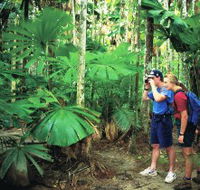 Mount Sorrow Ridge Trail Daintree National Park - Accommodation Resorts