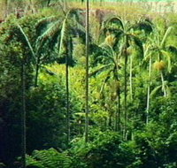 Fern Tree Pool and Giant's Chair Circuit - Accommodation Resorts