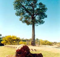 Robbers Tree - Accommodation Resorts