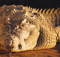 Koorana Crocodile Farm - Accommodation Resorts