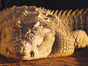 Koorana Crocodile Farm - Accommodation Resorts 0