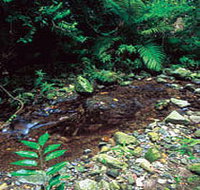 Wompoo Walk - Accommodation Resorts