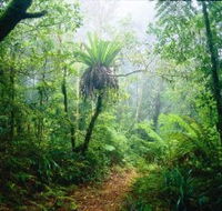 Lamington National Park Green Mountains Section - Accommodation Resorts