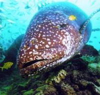 Lady Musgrave Island Dive Sites - Accommodation Resorts