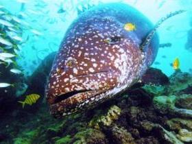 Lady Musgrave Island Dive Sites - Accommodation Resorts 0