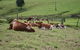 Maleny Dairies - thumb 4