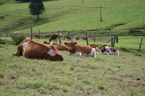 Maleny Dairies - Accommodation Resorts 4