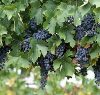 South Burnett Wine Trail - Accommodation Resorts