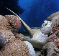 Light House Bommie Dive Site - Accommodation Resorts