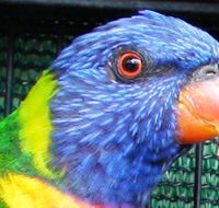 Fraser Coast Wildlife Sanctuary - Accommodation Resorts
