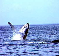 Whale Watching - Accommodation Resorts