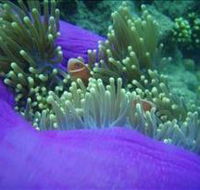 The Lady Bowen Dive Site - Accommodation Resorts