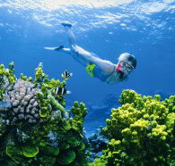Wheeler Reef Dive Site - Accommodation Resorts