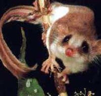 Carrowong Fauna Sanctuary - Accommodation Resorts