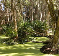 Arkarra Lagoons and Tea Gardens - Accommodation Resorts