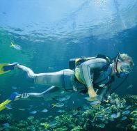 Manta Ray Bommie Dive Site - Accommodation Resorts
