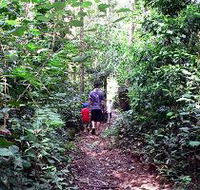 Malanda Falls Rainforest Walk Malanda Falls Conservation Park - Accommodation Resorts