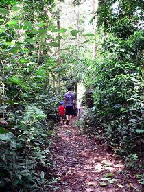 Malanda Falls Rainforest Walk, Malanda Falls Conservation Park - Accommodation Resorts 0