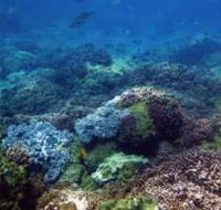 Hoffman's Rocks Dive Site - Accommodation Resorts