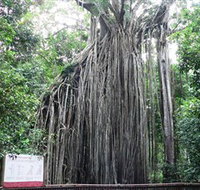 Curtain Fig National Park - Accommodation Resorts