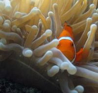 Flat Rock Dive Site - Accommodation Resorts