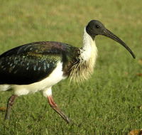 Toowoomba Bicentennial Waterbird Habitat - Accommodation Resorts
