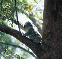 Daisy Hill Conservation Park - Accommodation Resorts