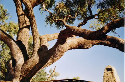 Burke And Wills Dig Tree - Accommodation Resorts 1