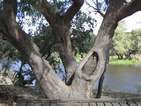 Burke And Wills Dig Tree - Accommodation Resorts 2