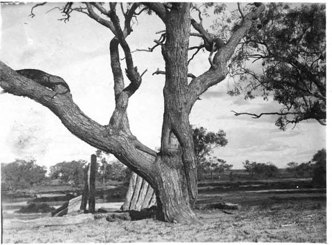 Burke And Wills Dig Tree - Accommodation Resorts 5