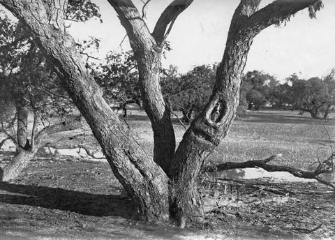 Burke And Wills Dig Tree - Accommodation Resorts 6