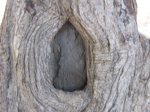 Burke And Wills Dig Tree - Accommodation Resorts 10