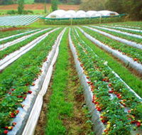 Kookaberry Strawberry Farm - Accommodation Resorts