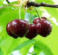 Red Hill Cherry Farm - Accommodation Resorts