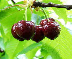 Red Hill Cherry Farm - Accommodation Resorts 0