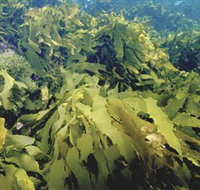 Barwon Bluff Marine Sanctuary - Accommodation Resorts