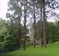 Mount Dandenong Arboretum - Accommodation Resorts