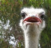 The Vault - Hastings Ostrich Farms  Crown Exotic Leather - Accommodation Resorts