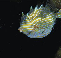 Mushroom Reef Marine Sanctuary - Accommodation Resorts