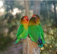 Ballarat Bird World - Accommodation Resorts