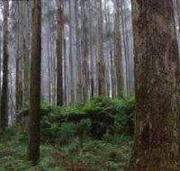 Kinglake National Park - Accommodation Resorts