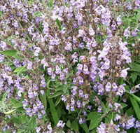 Otway Herbs - Accommodation Resorts