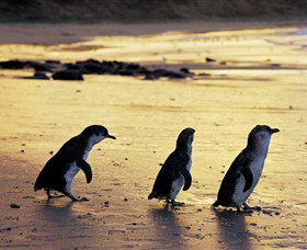 Ventnor VIC Accommodation Resorts