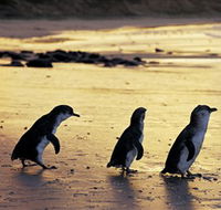 Phillip Island Nature Park - Accommodation Resorts