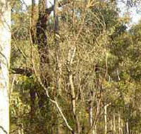 Warby-Ovens National Park - Accommodation Resorts