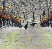 Blue Pyrenees Estate - Accommodation Resorts