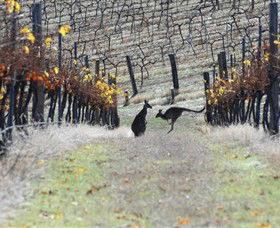 Blue Pyrenees Estate - Accommodation Resorts 0