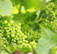 Waratah Hills Vineyard - Accommodation Resorts