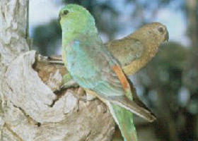  Accommodation Resorts