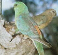 Lake Albacutya Regional Park - Accommodation Resorts